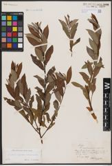 Foto von Salix caprea L. x Salix daphnoides Vill.